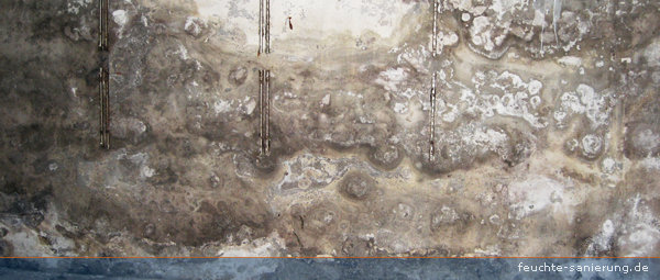 Putzschädigungen und Salzausblühungen 